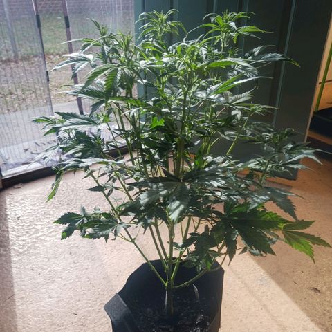 Dosidos Auto growlog timeline photo
