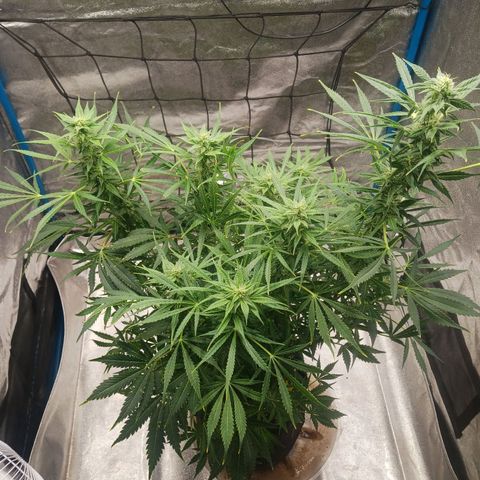 Royal Haze Automatic growlog timeline photo