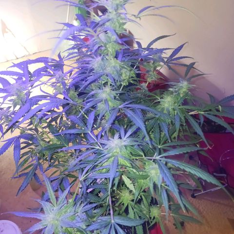 Royal Critical Automatic growlog timeline photo