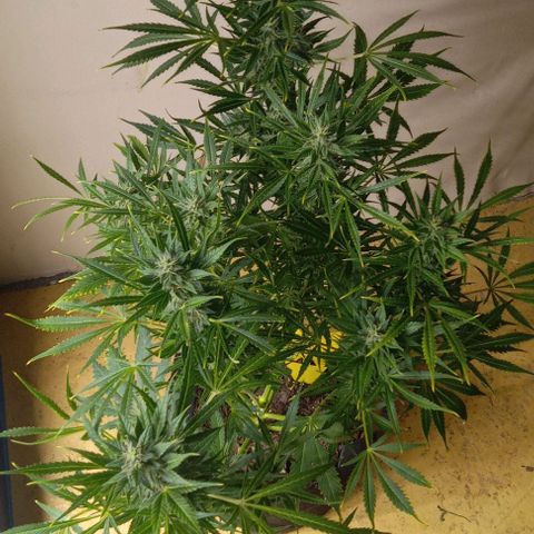 Royal Haze Automatic growlog timeline photo