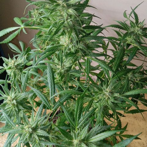 Royal Critical Automatic growlog timeline photo