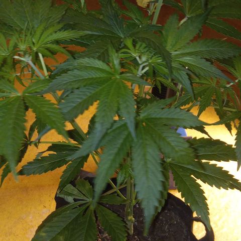 Hyperion growlog timeline photo