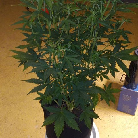 Dosidos Auto growlog timeline photo