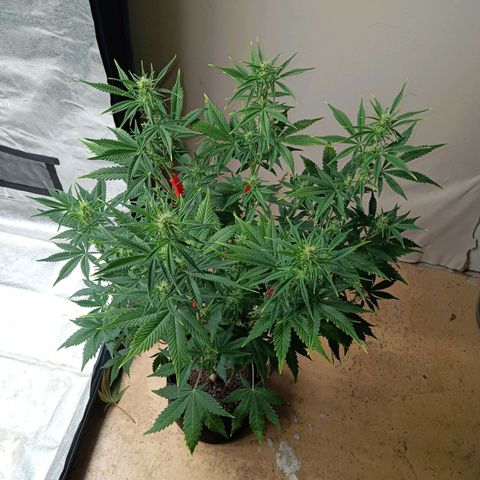 Dosidos Auto growlog timeline photo