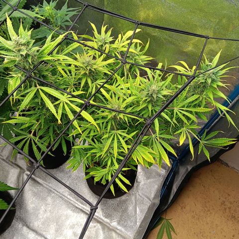 Royal Haze Automatic growlog timeline photo