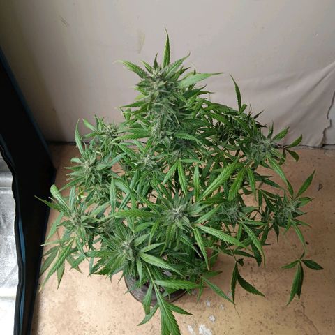 Royal Critical Automatic growlog timeline photo