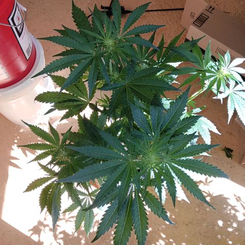 Hyperion growlog timeline photo