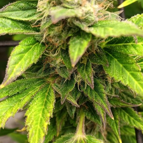 Royal Haze Automatic growlog timeline photo