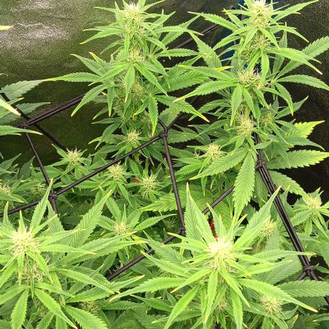 Dosidos Auto growlog timeline photo