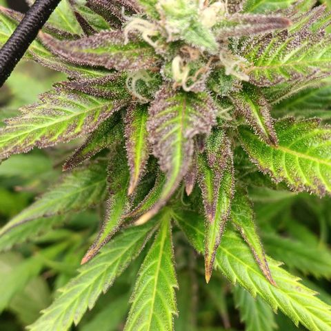 Royal Critical Automatic growlog timeline photo