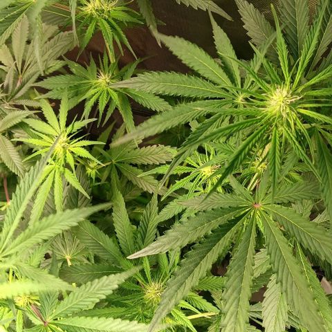Hyperion growlog timeline photo