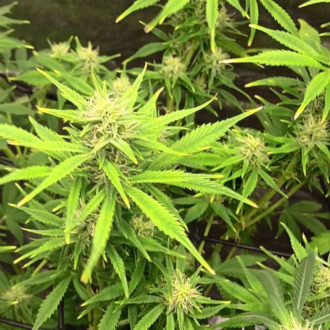 Dosidos Auto growlog timeline photo