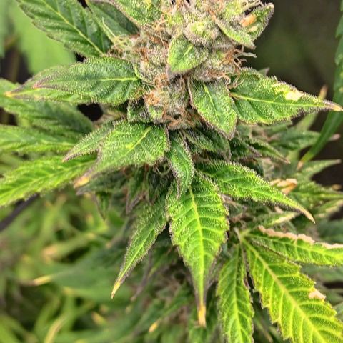 Royal Haze Automatic growlog timeline photo