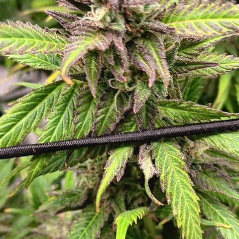 Royal Critical Automatic growlog timeline photo