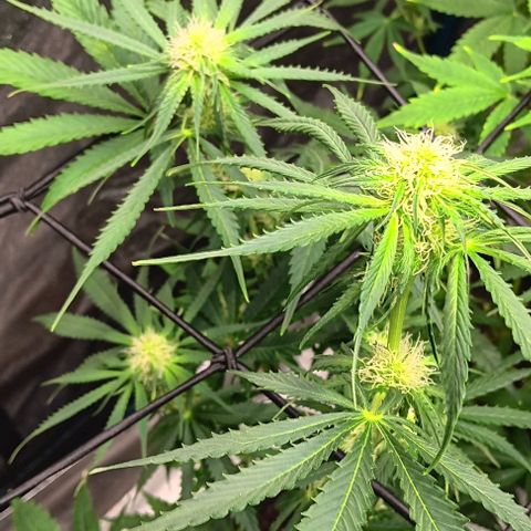 Hyperion growlog timeline photo