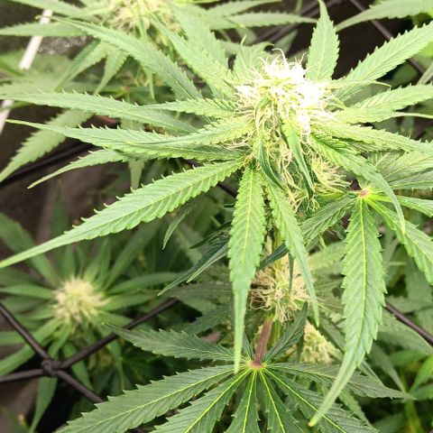 Hyperion growlog timeline photo