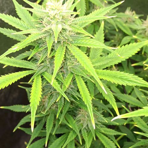 Dosidos Auto growlog timeline photo