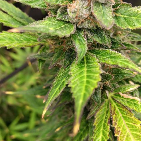 Royal Haze Automatic growlog timeline photo