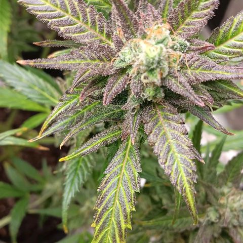 Royal Critical Automatic growlog timeline photo