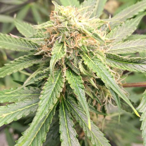 Hyperion growlog timeline photo
