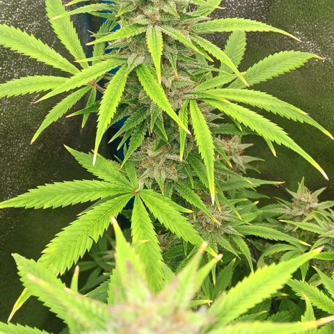 Dosidos Auto growlog timeline photo