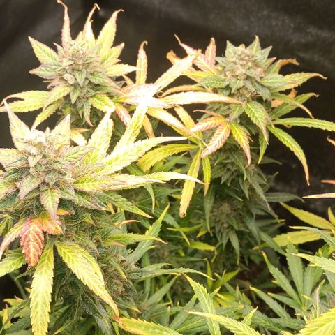 Royal Haze Automatic growlog timeline photo