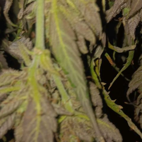 Royal Critical Automatic growlog timeline photo