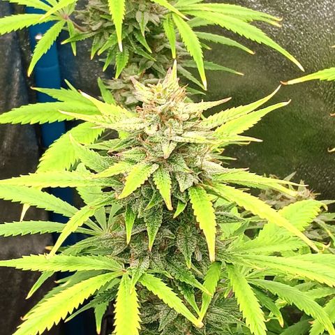 Dosidos Auto growlog timeline photo