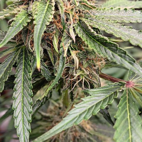 Hyperion growlog timeline photo