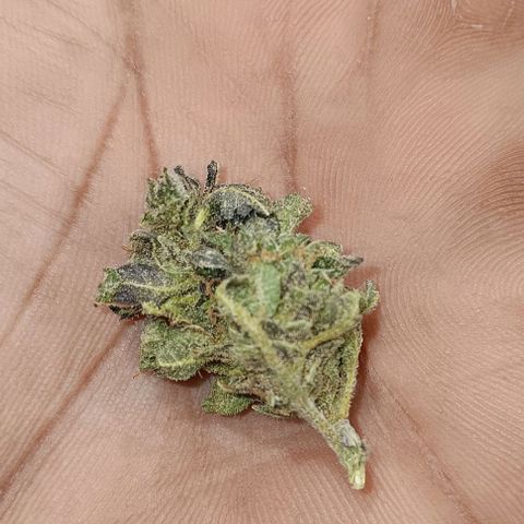 Royal Critical Automatic growlog timeline photo