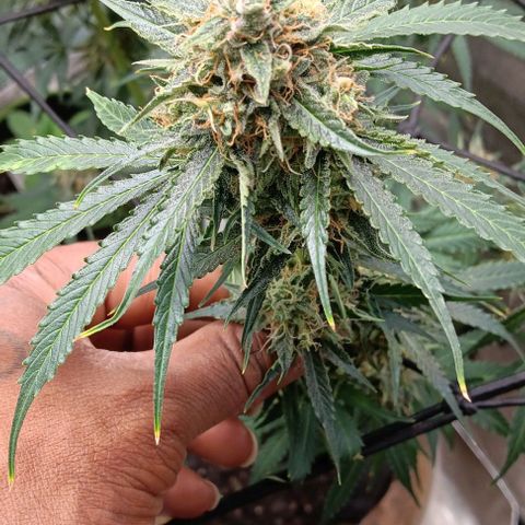 Hyperion growlog timeline photo