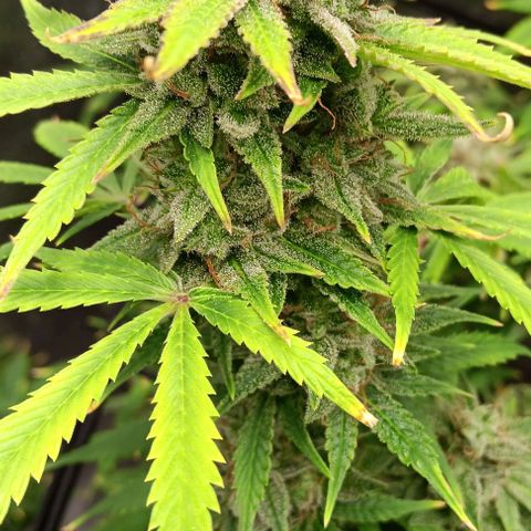 Dosidos Auto growlog timeline photo