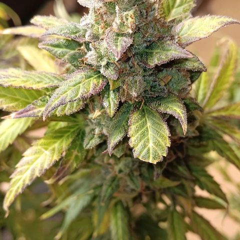Royal Haze Automatic growlog timeline photo