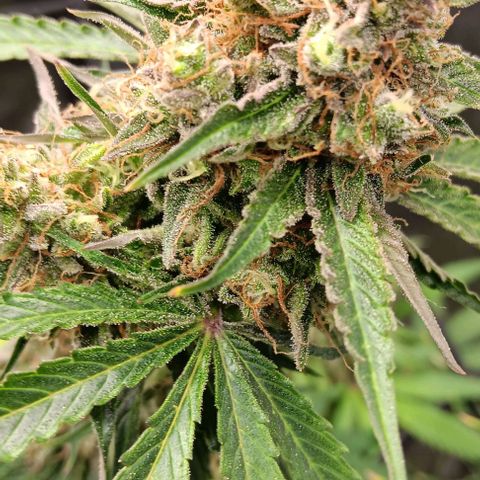 Hyperion growlog timeline photo