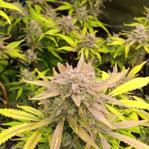 Dosidos Auto growlog timeline photo
