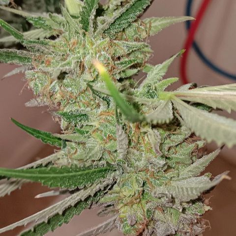 Hyperion growlog timeline photo