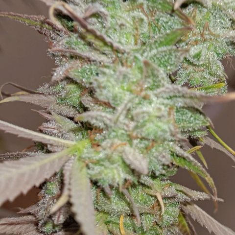 Dosidos Auto growlog timeline photo