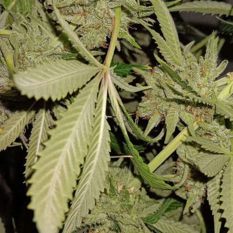 Hyperion growlog timeline photo