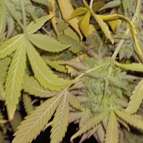 Dosidos Auto growlog timeline photo