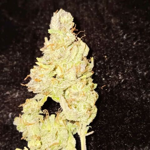 Dosidos Auto growlog timeline photo