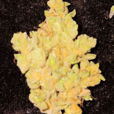 Royal Haze Automatic growlog timeline photo