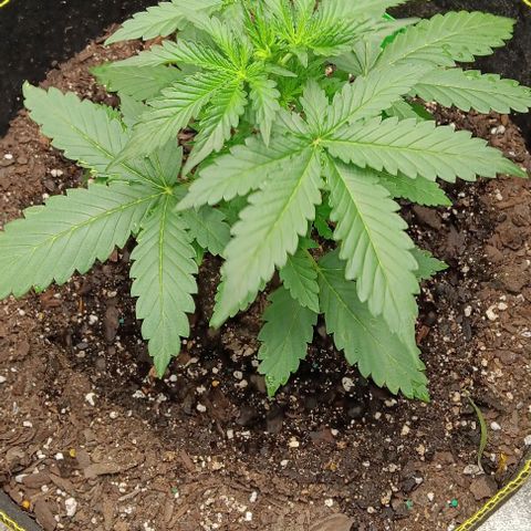 Apple Fritter Automatic growlog timeline photo