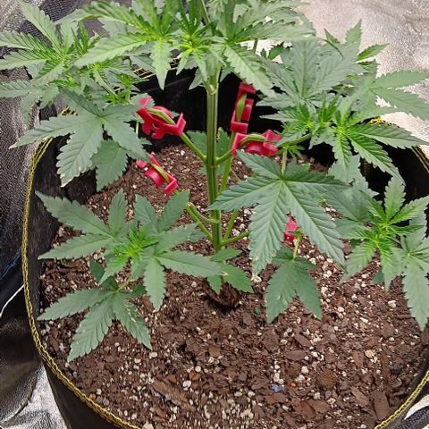 Apple Fritter Automatic growlog timeline photo