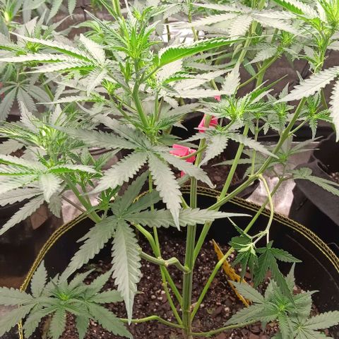 Apple Fritter Automatic growlog timeline photo