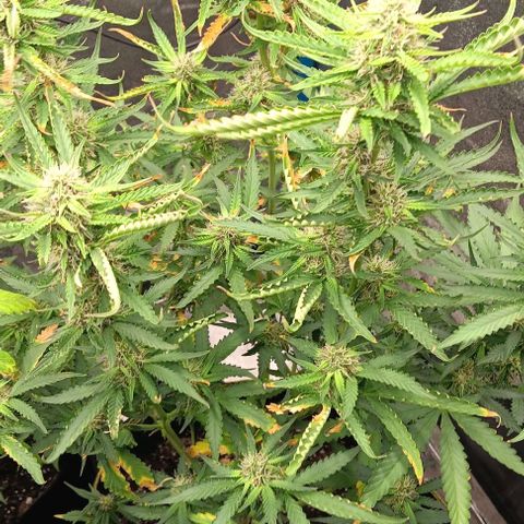 Apple Fritter Automatic growlog timeline photo