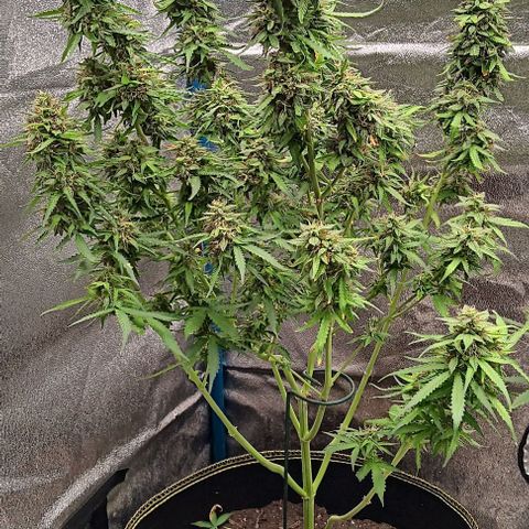 Apple Fritter Automatic growlog timeline photo