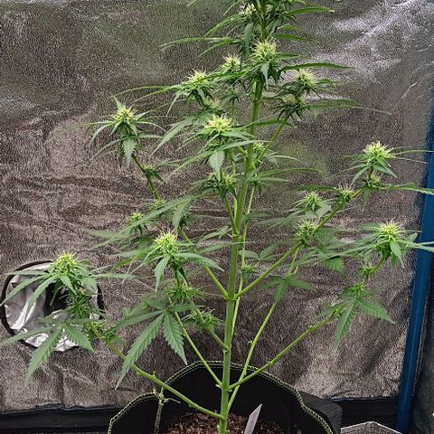 Northern Light Automatic growlog timeline photo