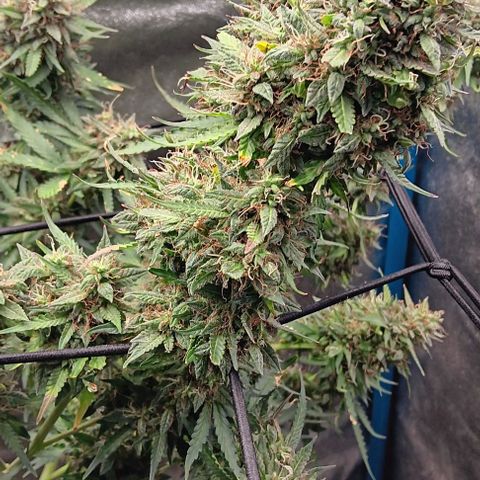 Apple Fritter Automatic growlog timeline photo
