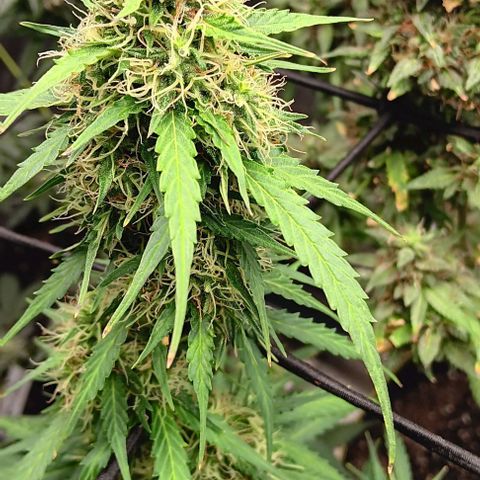 Northern Light Automatic growlog timeline photo