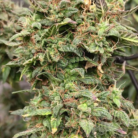 Apple Fritter Automatic growlog timeline photo